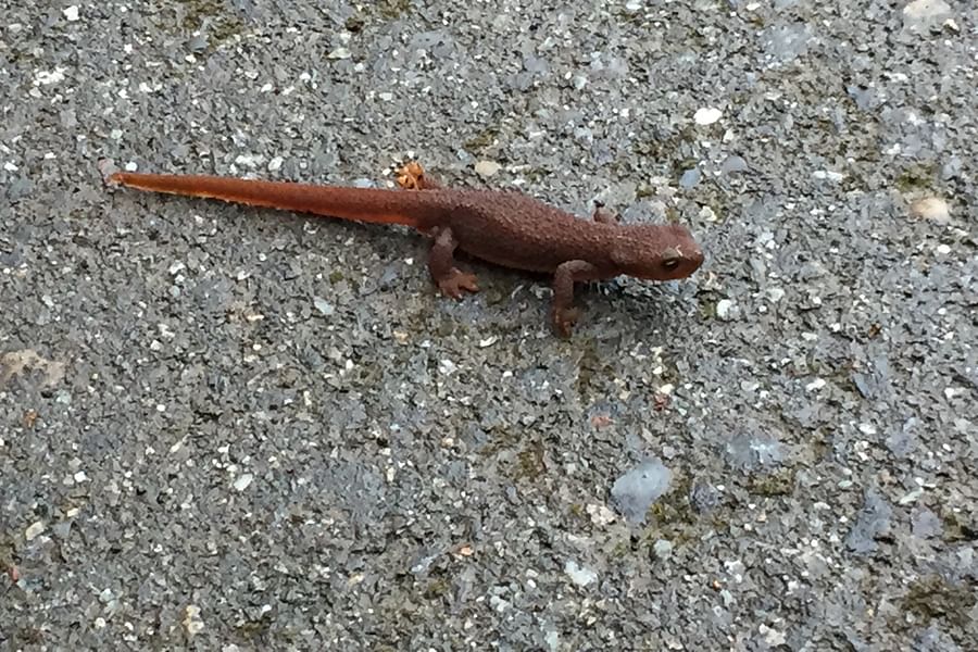 Knitting with Company Retreat